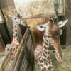 Ošetřovatelem v ZOO - Image 2